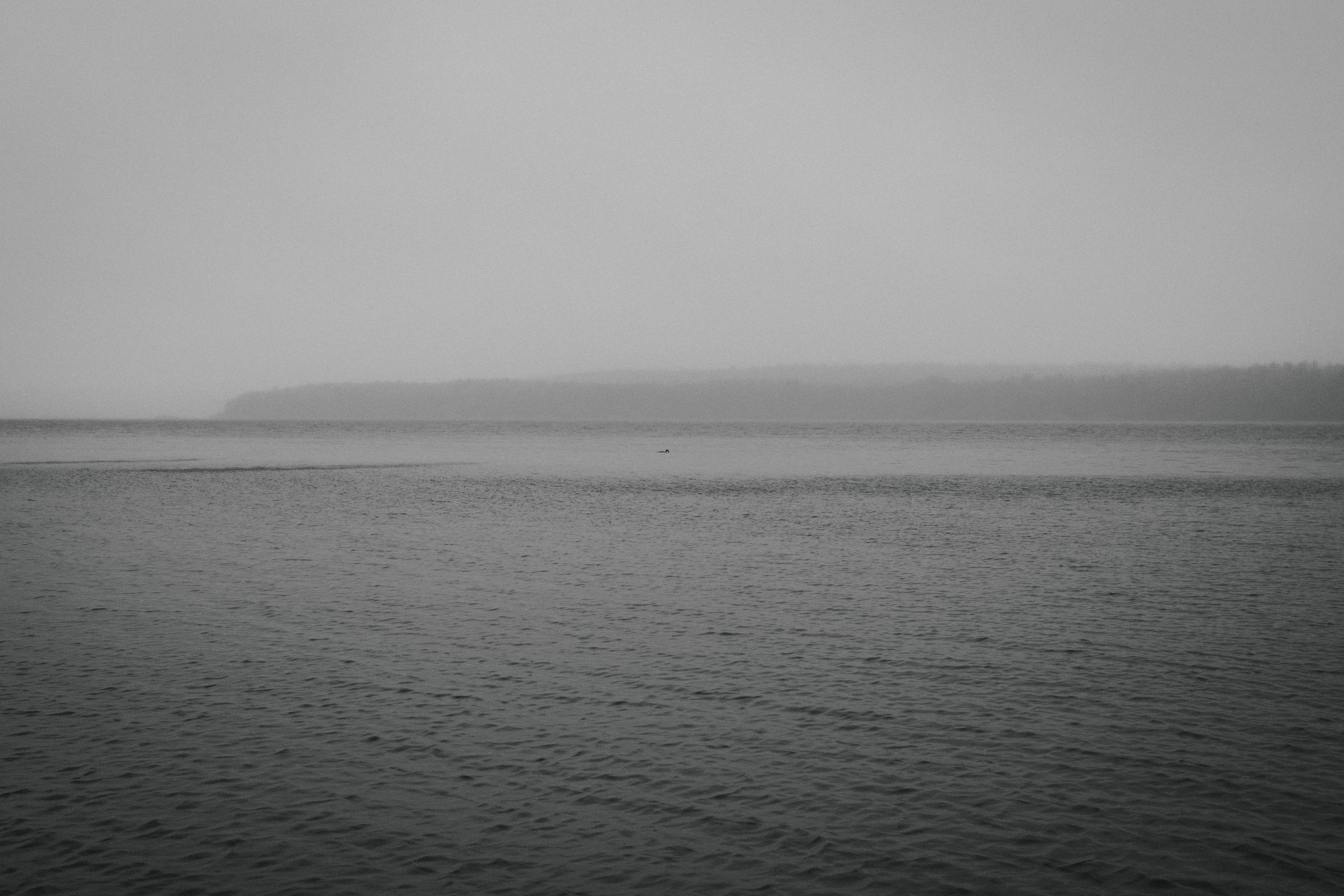 Duck in the middle of the lake, rainy day, black and white, isolation.